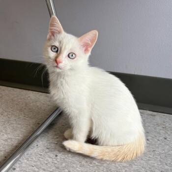 Domestic Short Hair Cats Available for Adoption in Clavet, Saskatchewan - Ducky | PetCurious