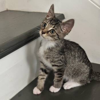 Peter Parker -  Domestic Short Hair Cat for Adoption in Fairfax Station, Virginia - Peter Parker | PetCurious