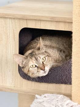 Margo Wobbles, CH girlie of snuggles -  Domestic Short Hair Cat for Adoption in West Haven, Connecticut - Margo Wobbles, CH Girlie Of Snuggles | PetCurious