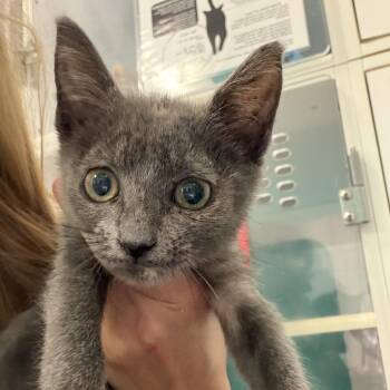 Rory -  Domestic Short Hair Cat for Adoption in Lake Jackson, Texas - Rory | PetCurious