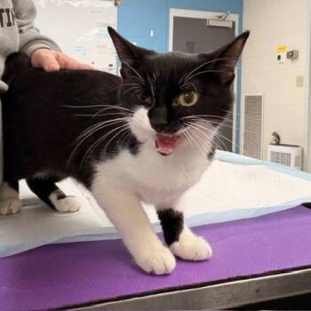 Domestic Short Hair Cats Available for Adoption - Annie | PetCurious