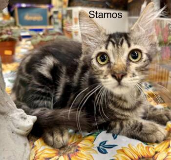 Stamps MH Kitten -  Domestic Medium Hair Cat for Adoption in Jackson, Georgia - Stamps MH Kitten | PetCurious