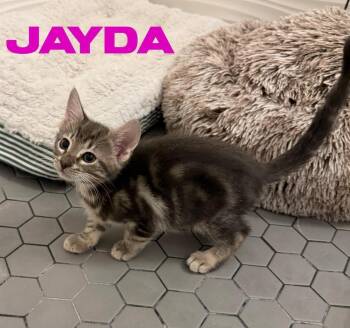 Jayda -  Domestic Short Hair Cat for Adoption in Alafaya, Florida - Jayda | PetCurious