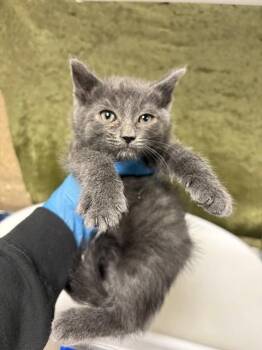 A1920149 -  Domestic Short Hair Cat for Adoption in Riverside, California - A1920149 | PetCurious