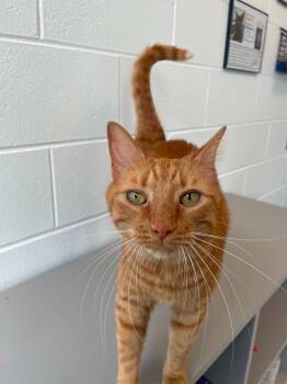 Leonardo Dicatrio -  Domestic Short Hair Cat for Adoption in Hamilton, Ohio - Leonardo Dicatrio | PetCurious