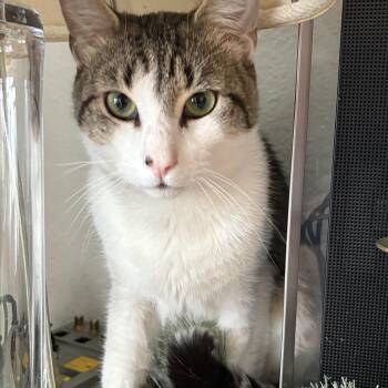 American Shorthair Cats Available for Adoption - Janus AKA Mr. Chill | PetCurious
