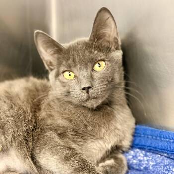 Betsy -  Domestic Short Hair Cat for Adoption in Stafford Township, New Jersey - Betsy | PetCurious