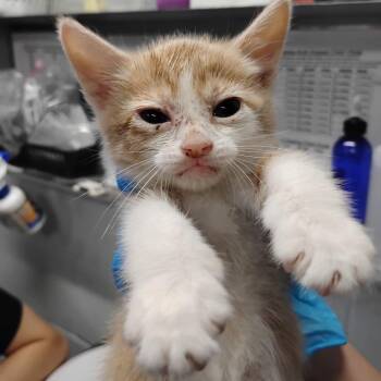 Domestic Short Hair Cats Available for Adoption in Summerville, South Carolina - Ray | PetCurious