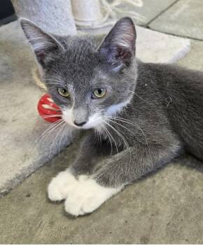Rescue Domestic Short Hair Cats for Adoption in Larned, Kansas - Frisky | PetCurious