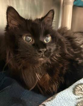 Domestic Medium Hair Cats Available for Adoption in Detroit, Michigan - Madame Fluffington The Great | PetCurious
