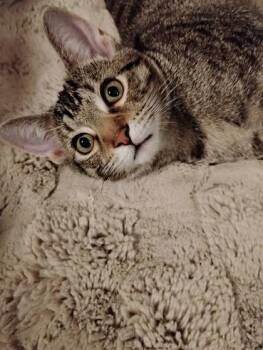 Malinois -  Domestic Short Hair Cat for Adoption in Memphis, Tennessee - Malinois | PetCurious