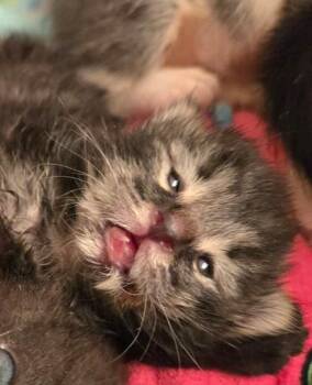 Zack -  Domestic Short Hair Cat for Adoption in Salinas, California - Zack | PetCurious