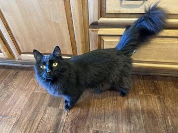 JM - Bugsy -  Domestic Medium Hair Cat for Adoption in Battle Ground, Washington - JM - Bugsy | PetCurious