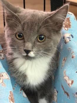 Amelia -  Domestic Short Hair Cat for Adoption in Burnaby, British Columbia - Amelia | PetCurious