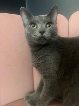 Russian Blue Cats Available for Adoption in Los Angeles, California - Jagger | PetCurious