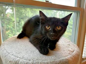 Johnny -  Domestic Short Hair Cat for Adoption in Pittsburgh, Pennsylvania - Johnny | PetCurious