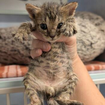 Fred -  Domestic Short Hair Cat for Adoption in Buchanan Dam, Texas - Fred | PetCurious