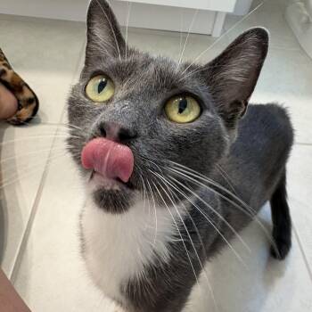 Trailer Swift -  Domestic Short Hair Cat for Adoption in Tampa, Florida - Trailer Swift | PetCurious