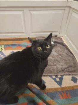 Domestic Short Hair Cats Available for Adoption - Honey Bun | PetCurious