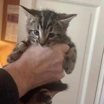 Rescue Domestic Short Hair Cats for Adoption in Lantana, Texas - Georgie | PetCurious