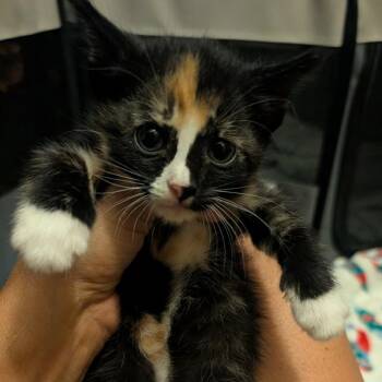 63193 Petal -  Domestic Short Hair Cat for Adoption in Bend, Oregon - 63193 Petal | PetCurious
