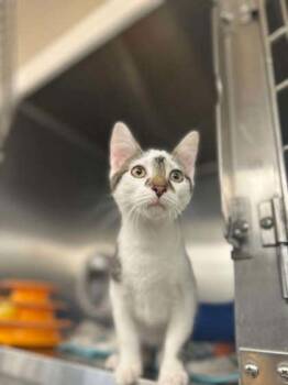 GI Joe -  Domestic Short Hair Cat for Adoption in Munster, Indiana - GI Joe | PetCurious