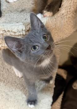 Marcy -  Domestic Medium Hair Cat for Adoption in East Hanover, New Jersey - Marcy | PetCurious