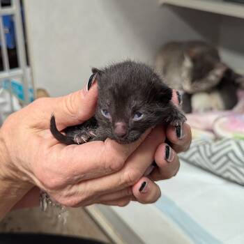 Rescue Domestic Short Hair Cats for Adoption in Midland, Texas - Chunk | PetCurious