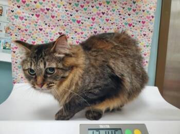 Rescue Domestic Medium Hair and Domestic Short Hair Cats for Adoption in Maumee, Ohio - Tenkko | PetCurious