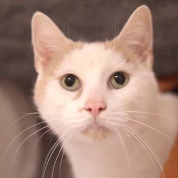 Kitty Bop -  Domestic Short Hair Cat for Adoption in Philadelphia, Pennsylvania - Kitty Bop | PetCurious