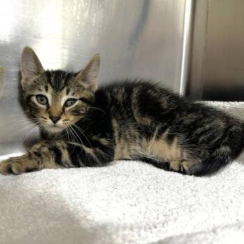 Edmond -  Domestic Short Hair Cat for Adoption in Warrensburg, Missouri - Edmond | PetCurious