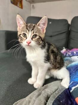 Rescue Domestic Short Hair Cats for Adoption in Hamilton, Ohio - Sopdet | PetCurious