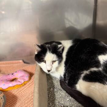 Domestic Short Hair Cats Available for Adoption - Gabriel | PetCurious