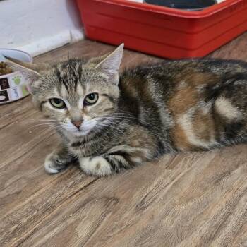 Muffin -  Domestic Short Hair Cat for Adoption in Guelph, Ontario - Muffin | PetCurious