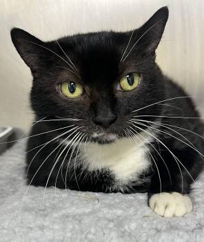 Missy -  Tuxedo and Domestic Short Hair Cat for Adoption in Mendham, New Jersey - Missy | PetCurious
