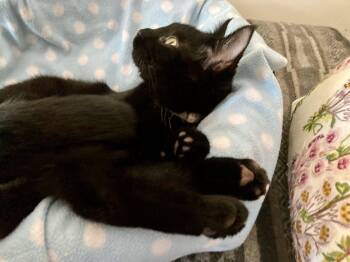 Domestic Short Hair Cats Available for Adoption in San Jose, California - Crescent (bonded W/ Frosti) | PetCurious