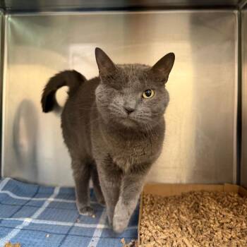 Domestic Short Hair Cats Available for Adoption in Newark, New Jersey - Stormy | PetCurious