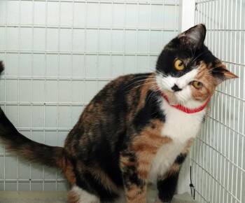 Rescue Domestic Short Hair Cats for Adoption in Kingsland, Georgia - Hattie | PetCurious