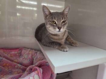 Rescue Domestic Short Hair Cats for Adoption in Wyoming, Michigan - Linda | PetCurious