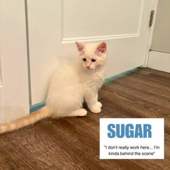 Sugar Swenson -  Domestic Short Hair Cat for Adoption in Eagle Mountain, Utah - Sugar Swenson | PetCurious
