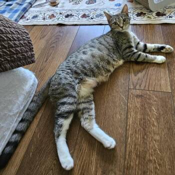 Domestic Short Hair Cats Available for Adoption in Fairway, Kansas - Nurse Dana | PetCurious