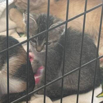 Mufasa -  Domestic Short Hair Cat for Adoption in Kingman, Arizona - Mufasa | PetCurious