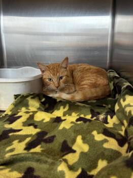 Domestic Short Hair Cats Available for Adoption - Miloh | PetCurious