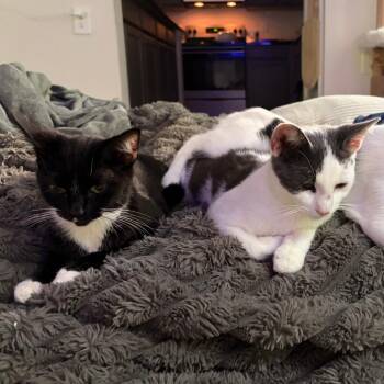 Caviar -  Domestic Short Hair Cat for Adoption in Asheville, North Carolina - Caviar | PetCurious