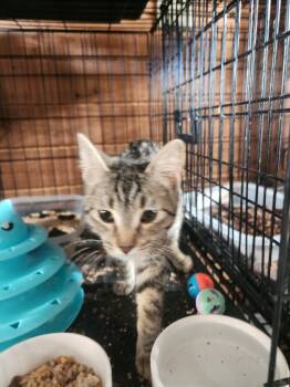 Rescue Domestic Short Hair Cats for Adoption in Oroville, Washington - Rose | PetCurious