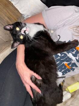 Domestic Short Hair Cats Available for Adoption in Ogden, Utah - Mr. Goodbar | PetCurious