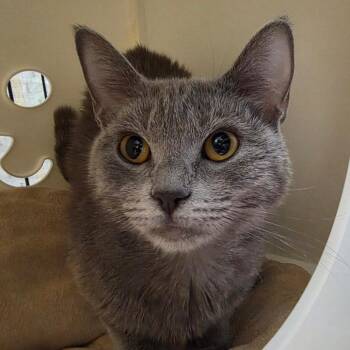 Gemma -  Domestic Short Hair Cat for Adoption in Oshkosh, Wisconsin - Gemma | PetCurious