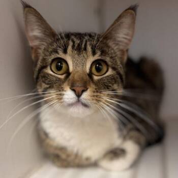 Jupiter -  Domestic Short Hair Cat for Adoption - Jupiter | PetCurious