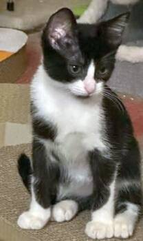 Rescue Domestic Short Hair Cats for Adoption in Powder Springs, Georgia - MINNIE | PetCurious