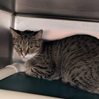 Justice -  Domestic Short Hair Cat for Adoption in St. Augustine, Florida - Justice | PetCurious